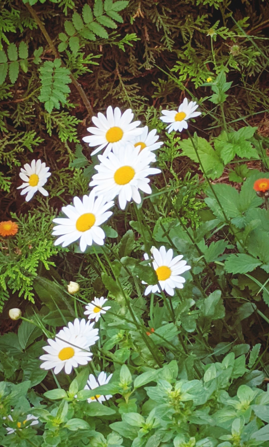 TW Pornstars - 2 pic. Saffron Bacchus. Twitter. Good morning Satyrs! I