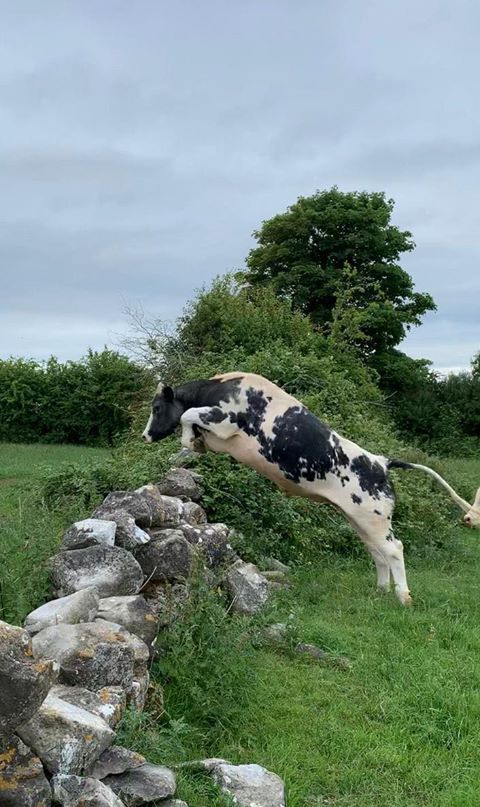 farmersjournal's tweet photo. While Maeve and Nicola Carty from Birchill Stables in Galway were schooling horses, pet bullock Calvin decided he was capable of jumping also.📸Cyril Carty 

Click here to share your photos with us👉 https://t.co/CfMAIbByIN https://t.co/qH4rcuFoWM