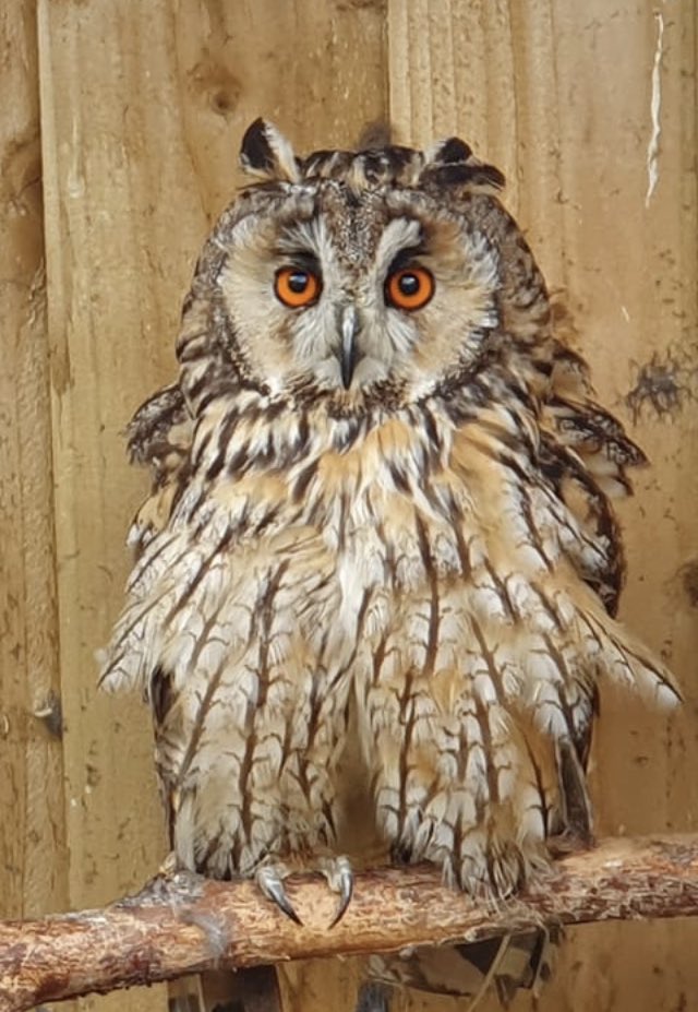 bluehighlandsr1's tweet photo. Good morning, Iβm Nigel.
#bluehighlands #owls #longearedowl #brora #VisitScotland https://t.co/lw9pJLYORe