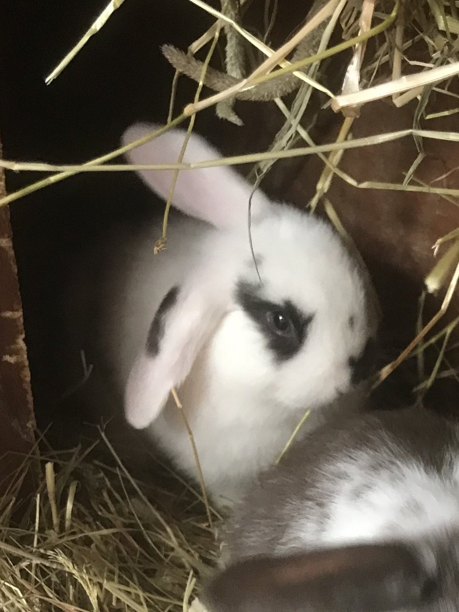 BlastingDatPuss's tweet photo. This is Pie. We're all excited to welcome him to the community. Blas bought a bowl for him that was too big so he might need to use a book as steps for him. https://t.co/ME8tw2Gutv