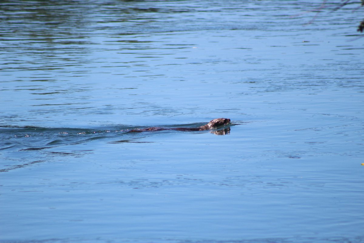 (6/22/20) Mom and I were waiting for some pictures to be developed so we went wildlife watching at a local river park... and sure enough saw this Pacific Otter (Lontra canadensis pacifica)!  #mammalwatching