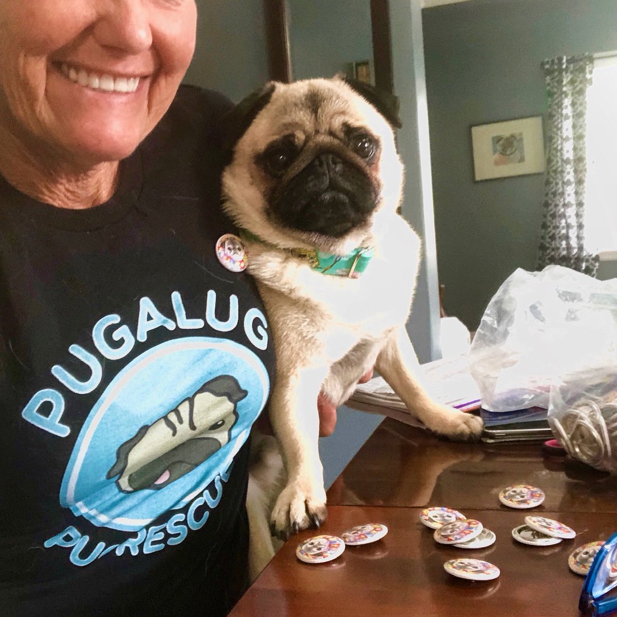 IgorPugDog's tweet photo. Thank You for the OVERWHELMING response to the #Igorpugdog button by @Inkpug fundraiser for @Pugalugpug ! Please be patient with me &amp; Mom as we wade through your emails &amp; DM... it’s just the 2 of us now 💔

#pug #pugrescue #inkpug #ldnont https://t.co/rF1LGocwWi