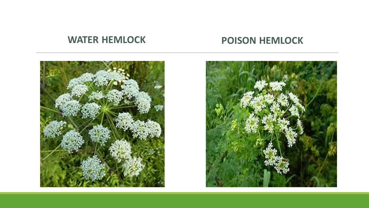 Water Hemlock Look Alikes
