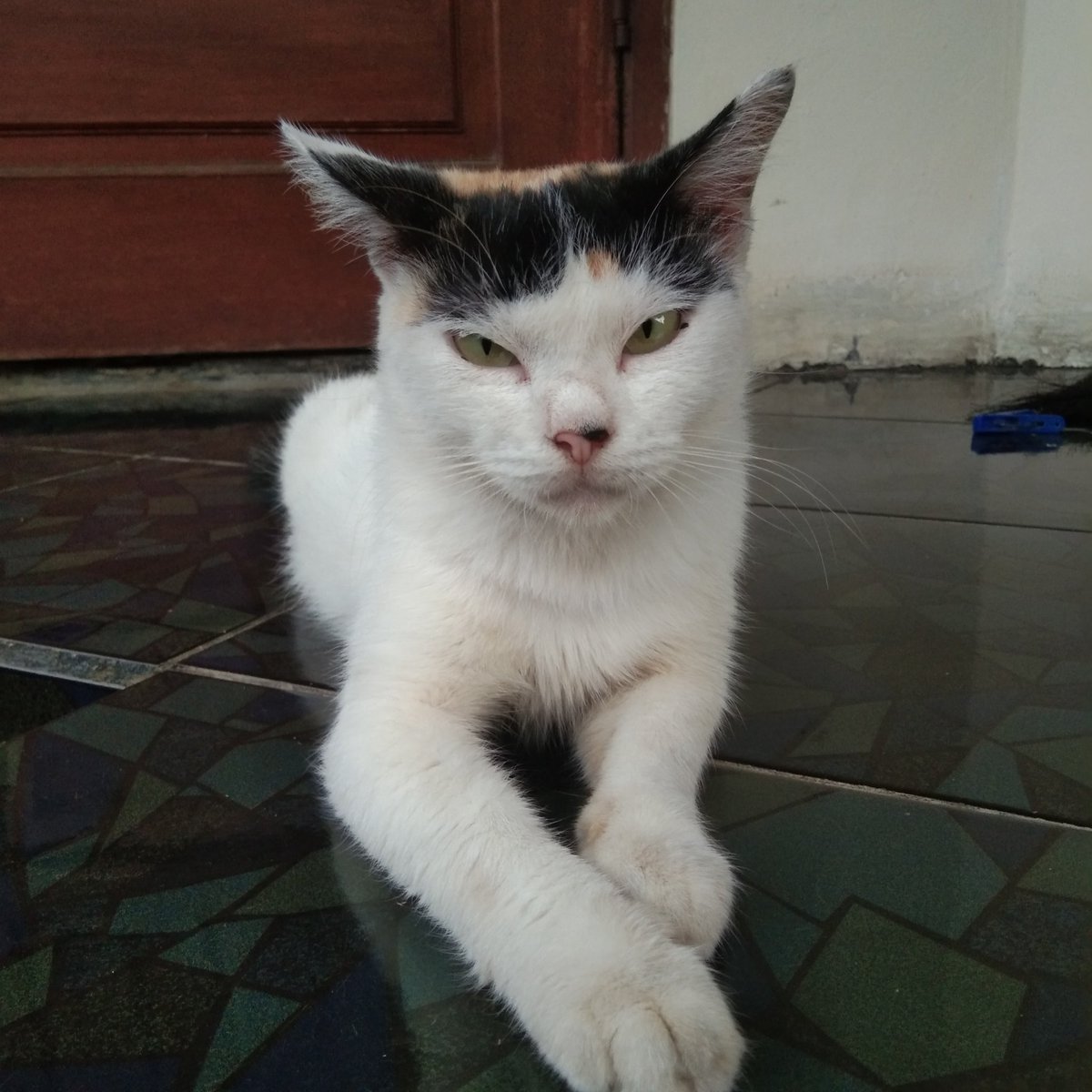 •kdm• mirip jungpal ngga si