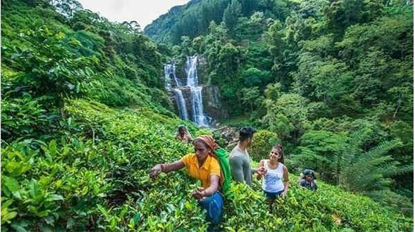 #SriLanka #waterfalling #waterfallchasing #waterfallsofinstagram #waterfall #forest #forests #forestry #forestlife #forestwalk #forestlovers #forestpark #forestfloor #forestphotography #forestlove #forestwalks #forestspirit #forestdweller #forestlover