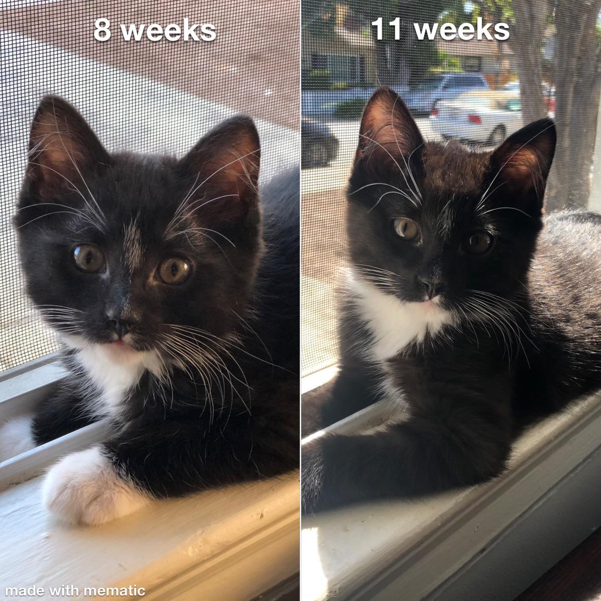 MeowMoeDotCom's tweet photo. #Ziggy looks so much #Older in just 3 #Weeks! From #Barely #2lb to almost #4lb
#Cats #Cat #Kittens #Kitten #Kitty #Pets #Pet #Meow #Moe #CuteCats #CuteCat #CuteKittens #CuteKitten #MeowMoe
https://t.co/Q3jF8dBMiO https://t.co/LtbPzBhsy7