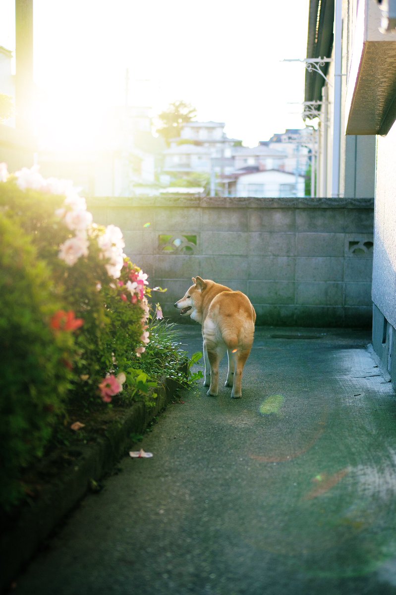 Takaya_03m's tweet photo. 日本語で会話がしたい🐶
#alwaysthanks https://t.co/xVEtdyN0dt