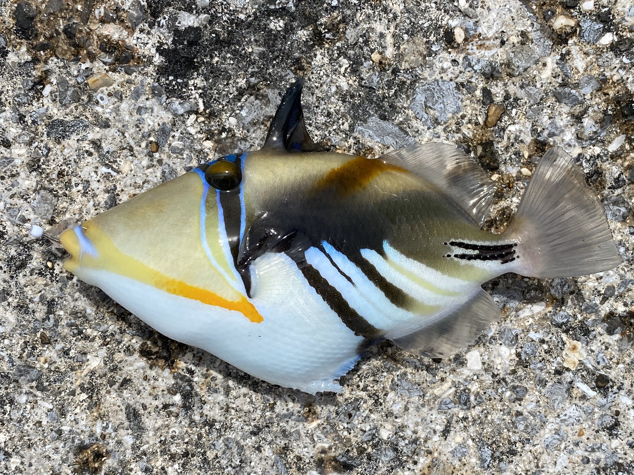 توییتر Sugai Kiyoto در توییتر わー ムラサメモンガラだー って違う 幅広く外道を釣りに石垣島に来た訳じゃないぞ 旅blog 赤土と太陽 T Co Wilzrptsut 沖縄の魚 熱帯魚 旅blog 旅の始まり 釣り 釣りが好き 釣り好きな人と繋がりたい