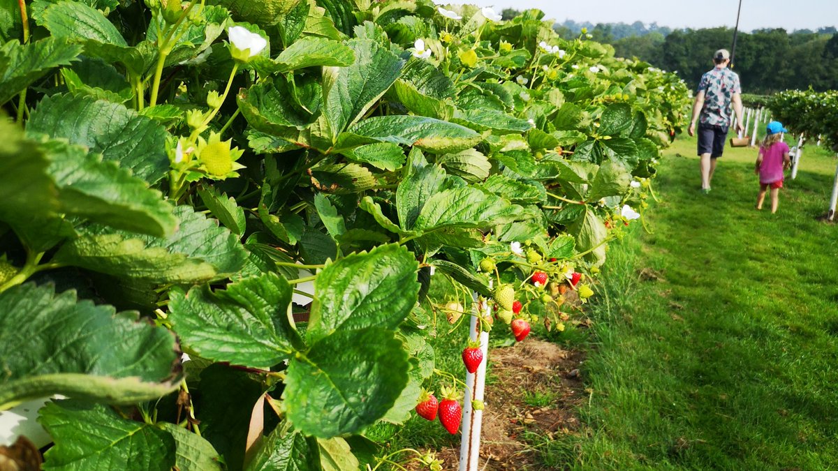 MotherHood_LDN's tweet photo. PICK-YOUR-OWN FARMS π Many have now reopened (yay!) with restrictions & booking policies to keep visitors safe. We've updated our guide to PYO FARMS NEAR LONDON with the details > https://t.co/L5ISRJXnVM
#pyofarm #pickyourown #summer https://t.co/jbxp9B8UYE