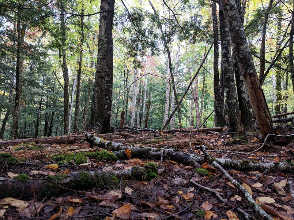 The Hills Are Alive (Sort of) 😁

Physical separation is the new normal (6 feet) and we encourage people to follow signs and stay safe. 

Welcome back!