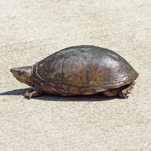 explore_ohio's tweet photo. Fairfield Heritage Trail Wetlands
https://t.co/eb2QM27e9g
#Lancaster #ohio #turtle #commonmuskturtle #hiking #walkingpath #bikepath #ohiooutdoors #ohiowildlife #nature #naturelovers #NaturePhotography #exploreohio #centralohio #turtles #wildlife #wildlifephotography #reptiles https://t.co/edid3C5H7t