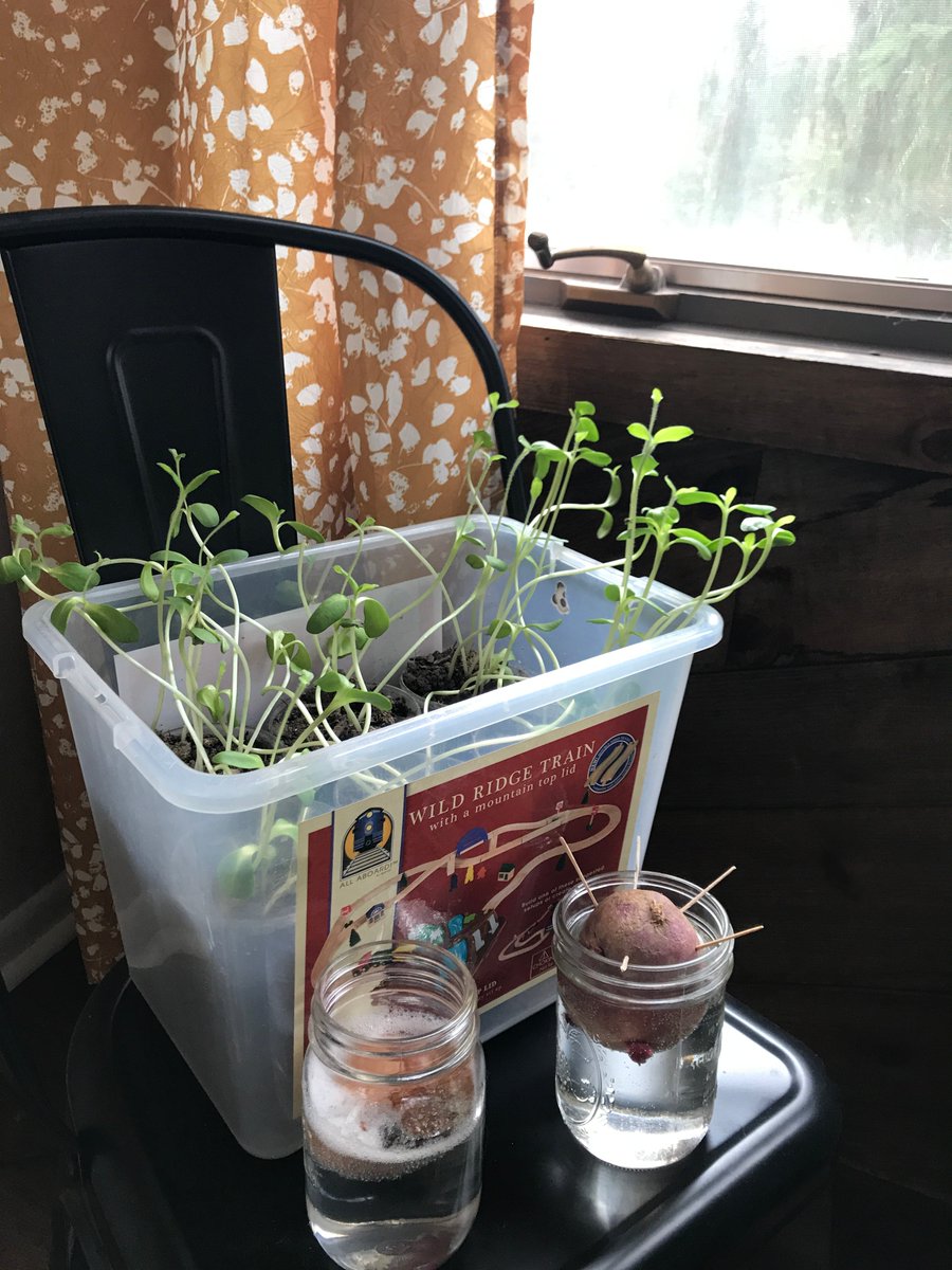 MDScienceCenter's tweet photo. What do you do #whenyouworkatmsc and you are entertaining a little scientist? You set up a "science corner" for things like seed starting, potato sprouting and a "rubber egg" experiment!
#LetsScienceTogether https://t.co/anMJtuerQ6