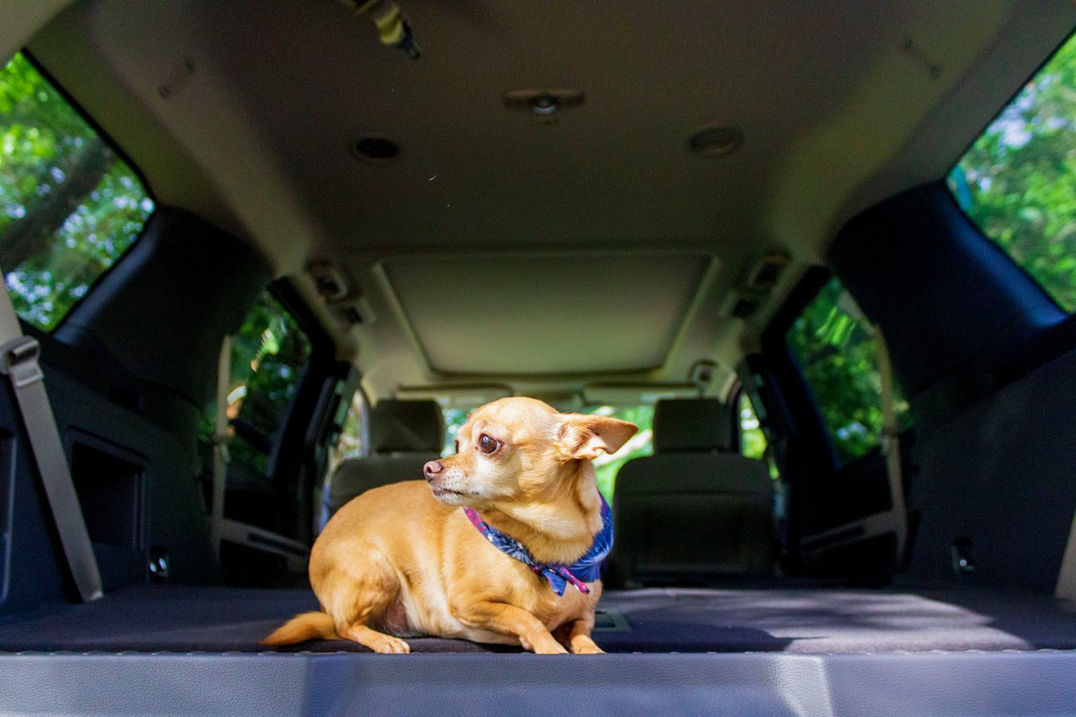 arrow_ford's tweet photo. The 2020 Ford Expedition Max is so spacious, you might need to bring some friends. Get yours during the Red, White &amp; New Sale to take advantage of low interest rates and big discounts: https://t.co/5Gkj7AzMez https://t.co/lDtVWrSCh4