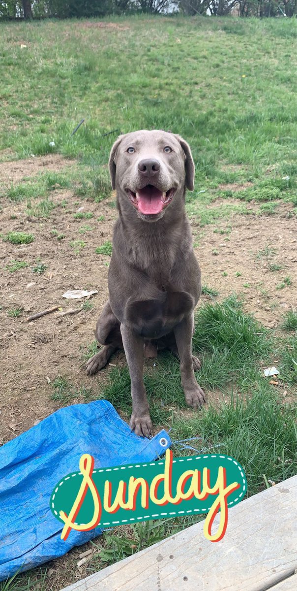 gannonm7's tweet photo. If anybody sees my dog Sully in the Greenwood area/anywhere on senseny rd, please contact me. He slipped through my fence this morning and he bolted. He’s a silver/chocolate lab. He’s friendly and will come up to you. https://t.co/9MLB86gpsI