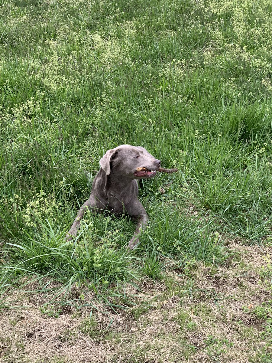 gannonm7's tweet photo. If anybody sees my dog Sully in the Greenwood area/anywhere on senseny rd, please contact me. He slipped through my fence this morning and he bolted. He’s a silver/chocolate lab. He’s friendly and will come up to you. https://t.co/9MLB86gpsI
