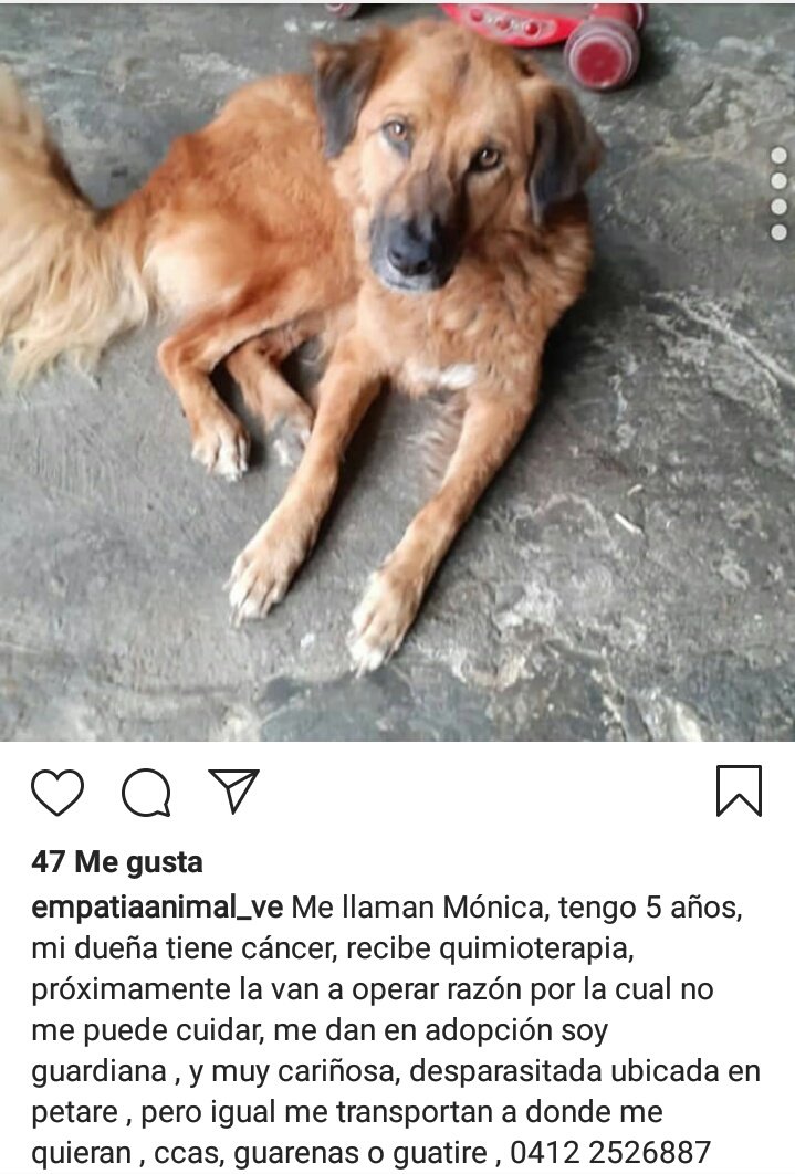 perritocallejer's tweet photo. Soy #Mónica mi humana tiene #cáncer no sé qué es, pero sé que no son buenas noticias, ya no puede cuidar de mi, necesito alguna familia amorosa que me apoye. Si deseas ayudarme puedes difundir mi información #PerritoFamilia #JuntosHacemosMas 💕 https://t.co/zEgJAOuTm8