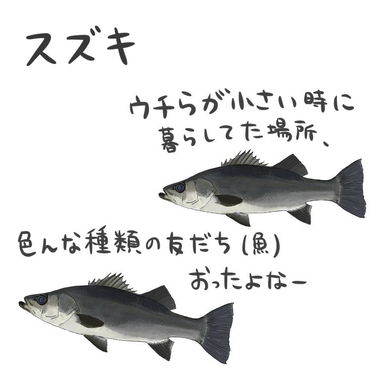 高本 采実 訂正 4コマ水産学 スズキ イラストをヒラスズキで描いてしまいました 水産学の内容はスズキです スズキ マルスズキ とヒラスズキの 比較イラスト画像を添えておきます すみません 高本 采実 訂正 4コマ水産学 スズキ イラストをヒラスズキで描いてしまいました 水産学の内容はスズキです スズキ マルスズキ とヒラスズキの 比較イラスト画像を添えておきます すみません