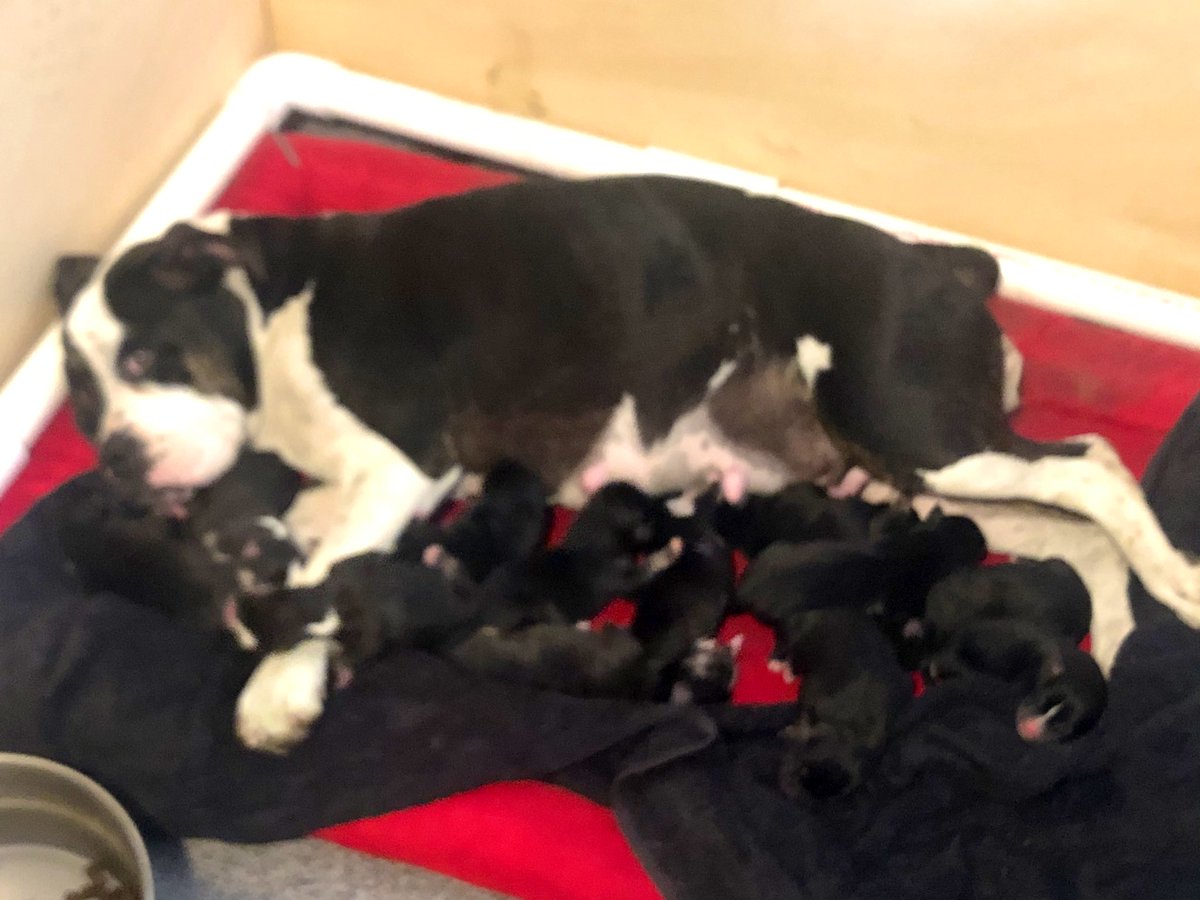 Jose (@burdieboii) on Twitter photo 