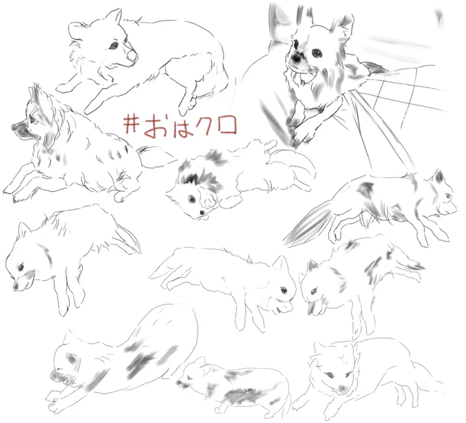 #おはクロ
猫描いたことは3年くらい前にあったけど犬描くのは初めて。鼻が難しくて猪みたいになりそう。 