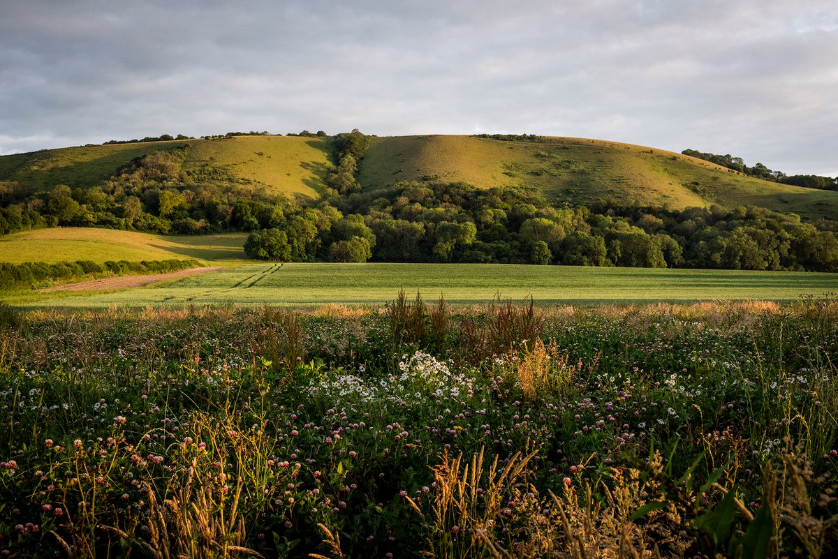 SouthDownsFans's tweet photo. We just posted our latest off-the-beaten track walk in West Sussex - Treyford to Didling via Hooksway. It's a good one for lovers of solitude but a map and long trousers definitely recommendedπ
https://t.co/5vwrxNeoY6
#wildflowers #solitude #SouthDowns #DevilsJumps https://t.co/0bQhwFWMLl