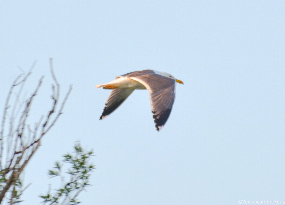 VeronicaJoPo's tweet photo. Bird question 😁
What type of Gull is this? It flew past me this morning in Ely, Cambridgeshire.
Thank you 🙏🏻😊🌸
@Natures_Voice #whichbird https://t.co/ue54fJCjKs