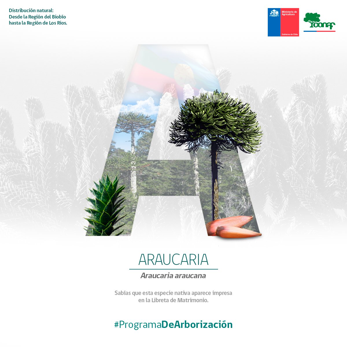 ForestinChile's tweet photo. A, B, C...las primeras letras de abecedario que el #ProgramaDeArborización de @conaf_minagri quiere entregar en el marco del #DíaMundialdelÁrbol, próximo domingo 28 de junio.🌳

💚El abecedario está formado por especies nativas y endémicas de Chile, con sus comunes y científicos. https://t.co/BjSFe2BadO