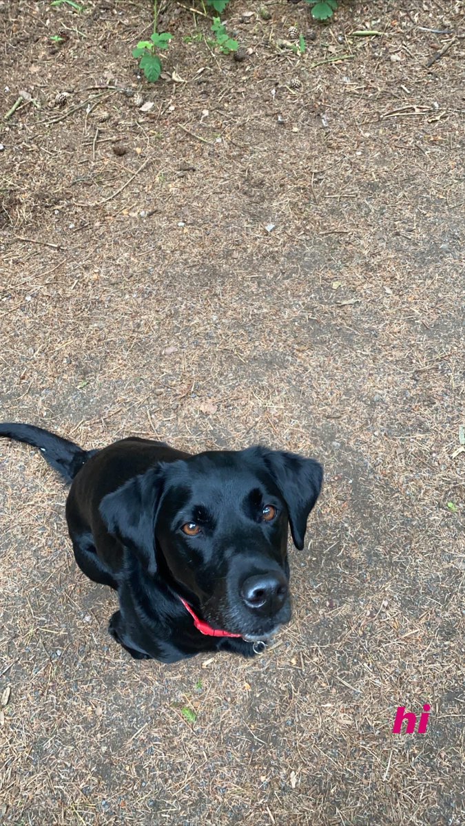 sobpe5's tweet photo. Had a great day seeing the team in school planning for next year and meeting our new member of staff. Also feeling super grateful for this lovely girl who cheers me up daily #sheisasook #princessjess https://t.co/4SDQEY3pwe