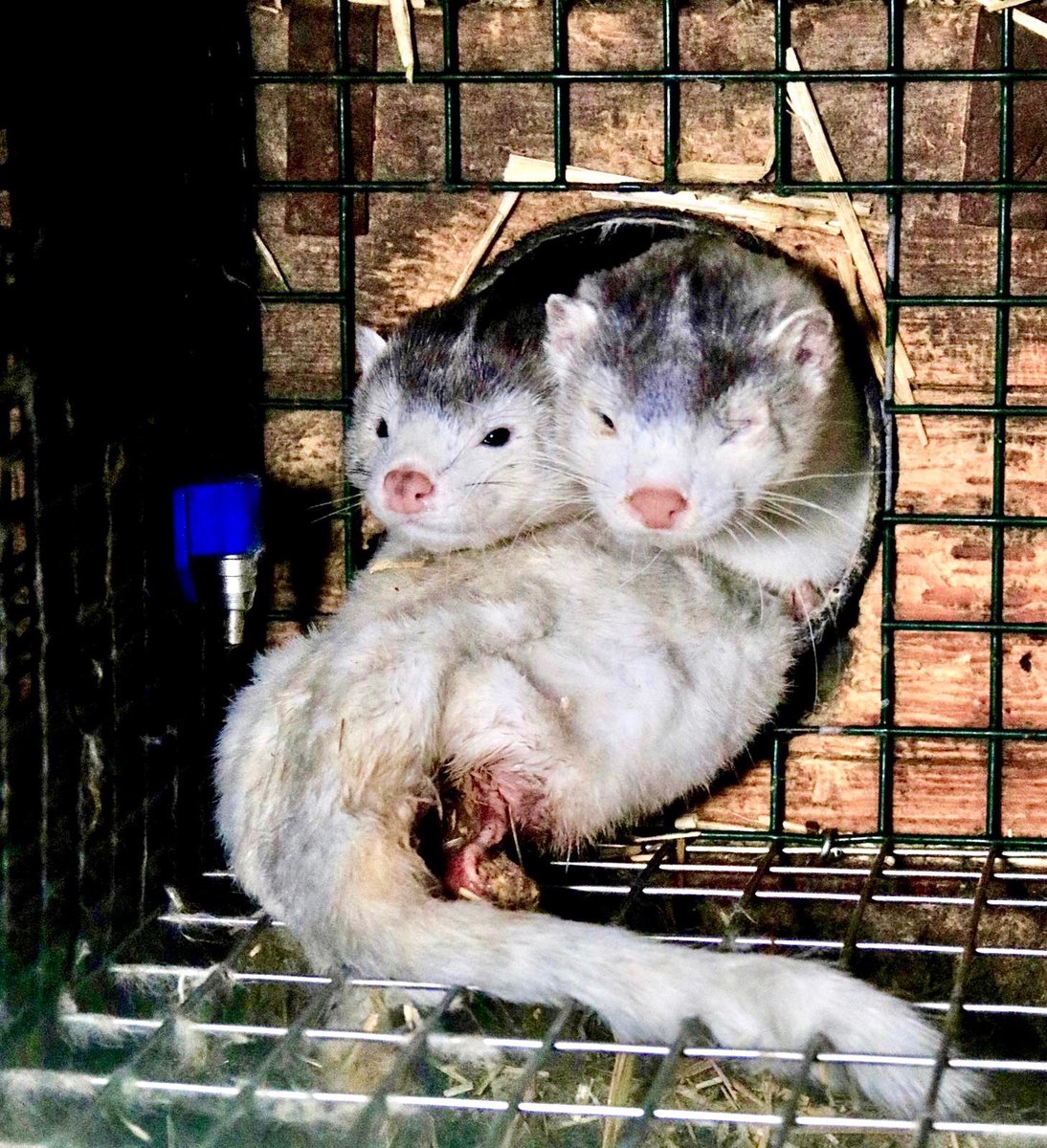 Breaking! #Dutch Parliament Votes For Closure Of 128 Remaining #Mink #FurFarms In The #Netherlands 🙏

#MakeCompassionTheFashion 💕

READ MORE: 🌍👉 worldanimalnews.com/breaking-dutch…
