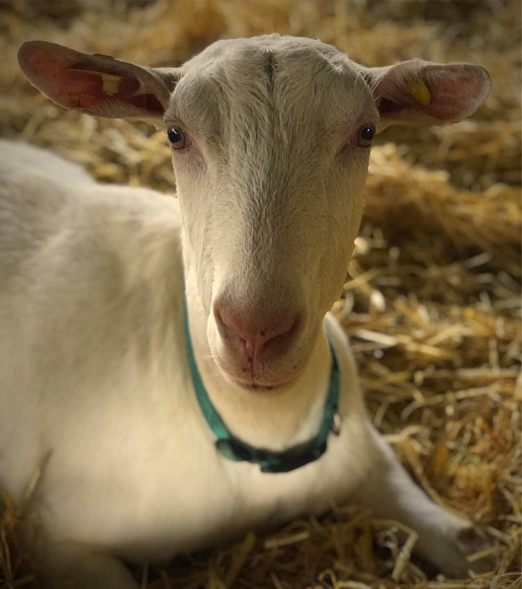 MountGoatCheese's tweet photo. Meet Björk. On arriving here she used to dance around and make plenty of noise, hence her namesake-the Icelandic singer! Imagine trying to milk Michael Flatley whilst he’s doing the riverdance! Happily she has become a placid girl and milking is now Oh So Quiet 🤫🐐 https://t.co/N03QAD1ss4