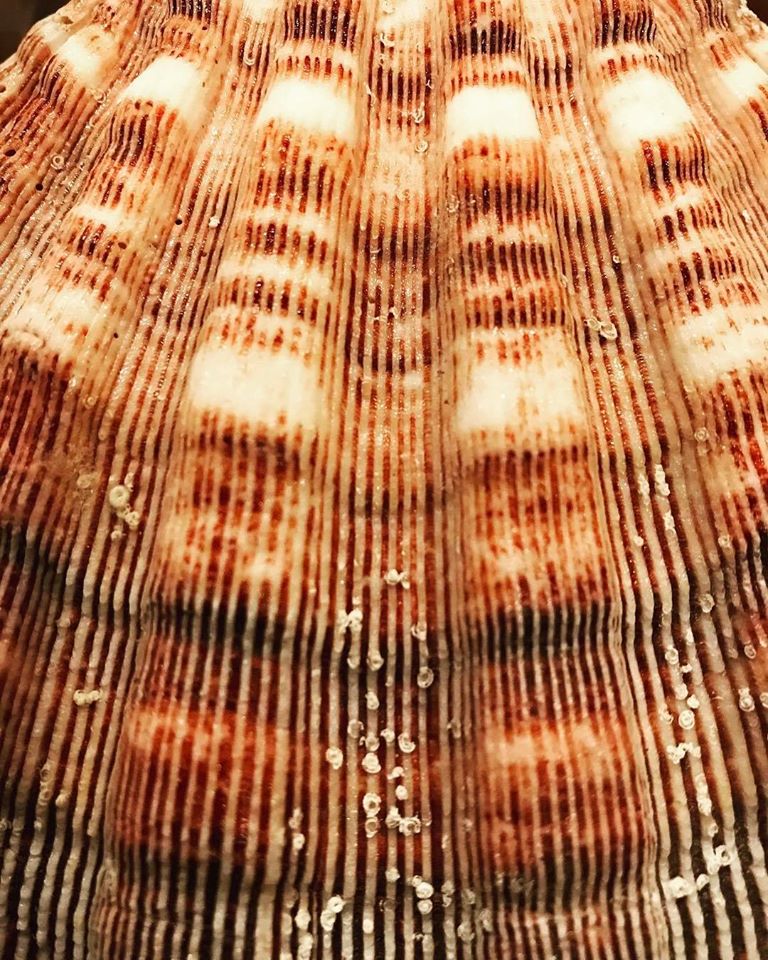 BobbyDoTube's tweet photo. The immaculate design of #seashells an Atlantic City treasure! #sealife #beachlife #seashore #jerseryshore #beach #sea #ocean #saltlife #atlanticcity #NJ #lifesabeach #clams #oyster #oceanbreeze #funinthesun #seashellcollection #beautiful #pretty #pearls #beachday https://t.co/bEDmewAsGk