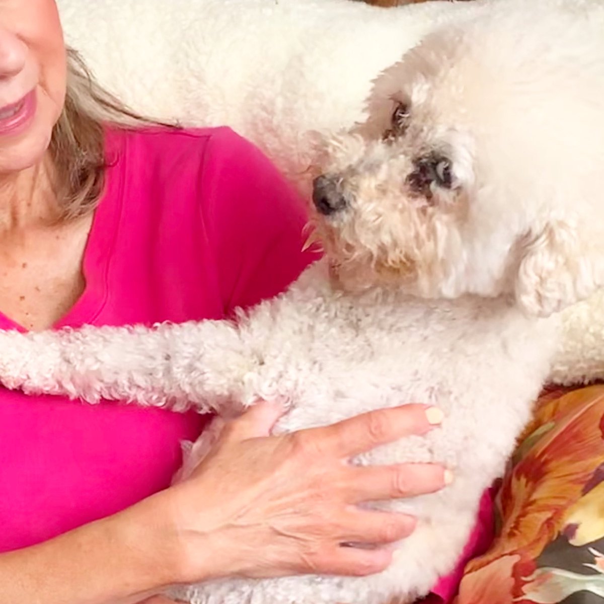 Dogsittingbyt's tweet photo. When my mom holds Toot &amp; I try to interrupt their moment..... 👀🐾👀
⠀
#dogsittingbytaylor #indydogsitter #minipoodle #rescuepoodle #iflookscouldkill #excuseyou #doggiemeanmug #ifeeljudgedbymydog https://t.co/Ijs7lHmjjX