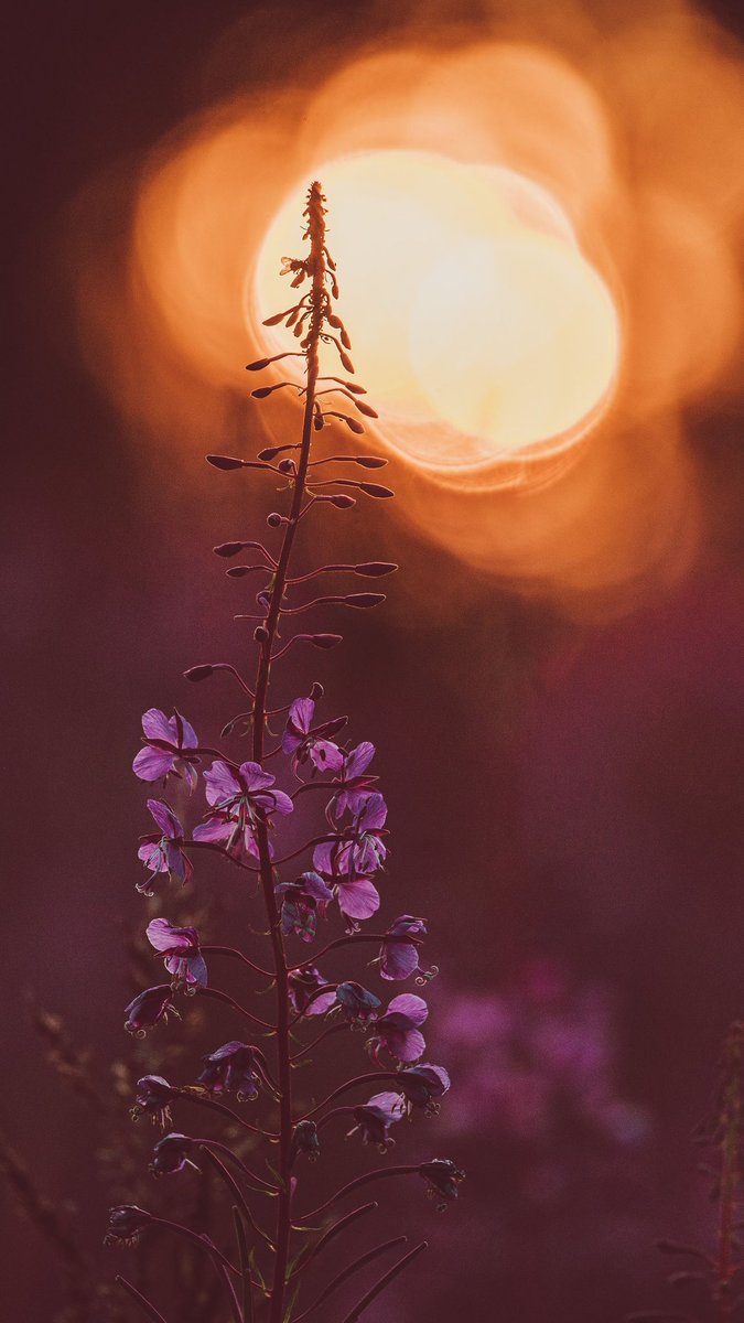 ♪♛✈BASANT♘ ♛♪ tweet media