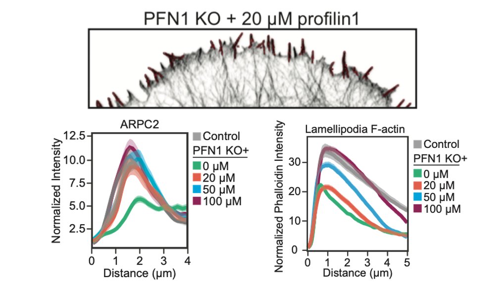 That low concentration of PFN1 was the most interesting. Here you have only filopodia and no lamellipodia, despite a considerable amount of Arp2/3 re-localizing to the leading edge. At low PFN1, Mena/VASP is competing with Arp2/3 networks for PFN1-actin and winning. 48/
