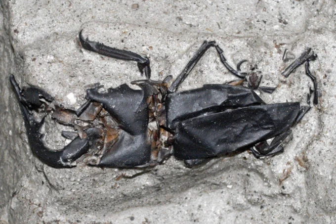 縄文時代のクワガタ零和で見つかるｗｗやばすぎｗｗ