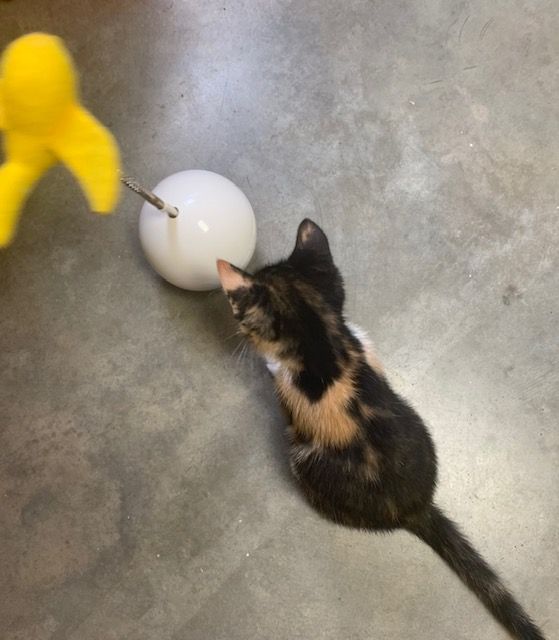 ColliervilleGov's tweet image. The Collierville Animal Shelter is FULL of kittens today! Make an appointment at (901) 457-2670 to meet these cuties and maybe you will meet your new best friend!   buff.ly/37UMLZU  #ColiervilleAnimalShelter #KittensRule