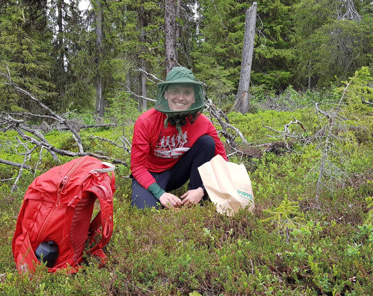 PaulKardol's tweet photo. Some lovely days of fieldwork in Arvidsjaur, aka mosquito paradise 🌲🦟🌲 @stefhupperts #bryosphere #mycorrhiza #headnet #Midsummer https://t.co/WRcUWT1syg