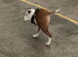 ScrumpWiggins tweet media