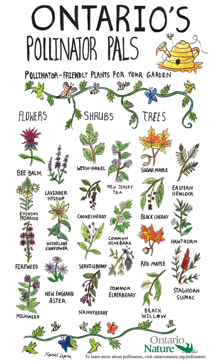 Without pollinators, much of the food we eat and the natural habitats we enjoy would not exist. With &gt;700 native species in Canada, #bees are the most common #pollinator. Native plants for pollinators: bit.ly/3fQVL5k
#NationalPollinatorWeek #StepIntoNature #HealthyHikes