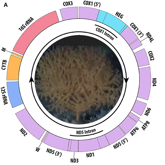 ZSLScience's tweet photo. New paper showing mitochondrial genome arrangements in deep-sea black corals. https://t.co/AcWtol4m0g
By IOZers @n_j_barrett, Chris Yesson &amp; Kevin Hopkins with @saltydogdrifter @DrShmoo &amp; co. #ZSLPapers #coral #genomics https://t.co/f5kdjT5nJl