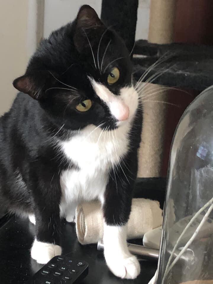 MtVernonAnimals's tweet photo. Goya, 1.5 year old female kitty w PRETTY green eyes. Goya has been w her foster mom since she was a few weeks old so she is definitely ready 4 her forever home. Goya is LOVING and SWEET but does need TIME to warm up and trust humans. 
If interested contact 
Tina at 914 557-9025 https://t.co/n0hkm8wWoc