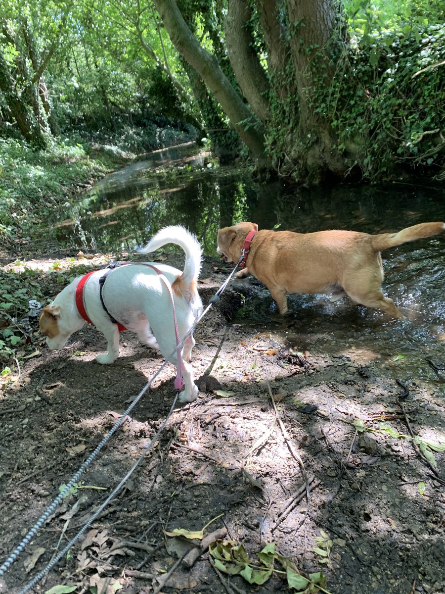 Shady walks and splashing around to keep cool! 🐾 #tuesdayvibes #dogsoftwitter #hotout #sunshine #splashing #dogwalker #Welton #Lincolnshire