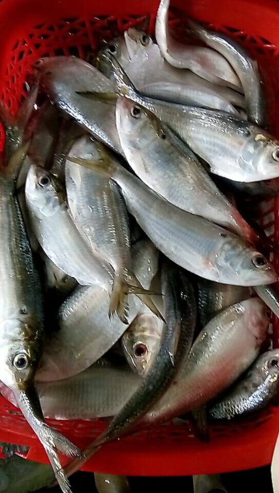 Fish4Export's tweet photo. We offer sardine (Shad fish | Hilsa fish). Origin: Vietnam.
Scientific name: Konosirus punctatus
QTY: 100MT / monthly. Size 4/6 and 6/8. Welcome international buyer inquiries. 
Whatsapp|Wechat: +84968143550
#sardine #hilsa #shadfish #frozenfish https://t.co/qUu8ol3Prr