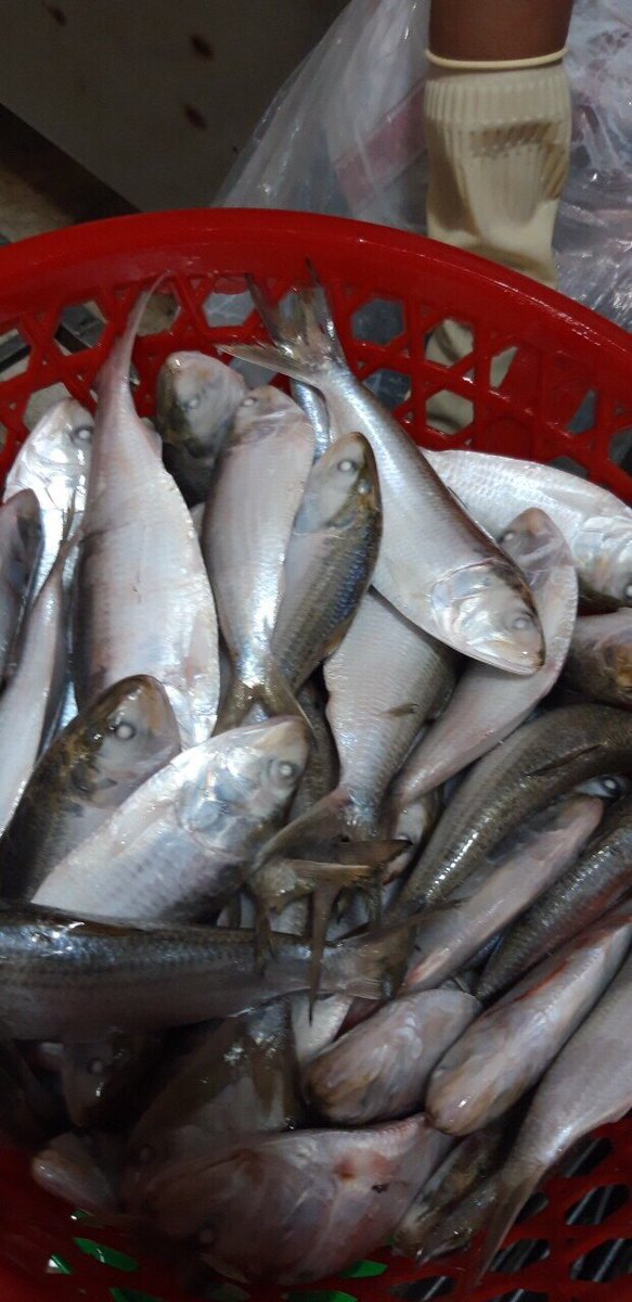 Fish4Export's tweet photo. We offer sardine (Shad fish | Hilsa fish). Origin: Vietnam.
Scientific name: Konosirus punctatus
QTY: 100MT / monthly. Size 4/6 and 6/8. Welcome international buyer inquiries. 
Whatsapp|Wechat: +84968143550
#sardine #hilsa #shadfish #frozenfish https://t.co/qUu8ol3Prr