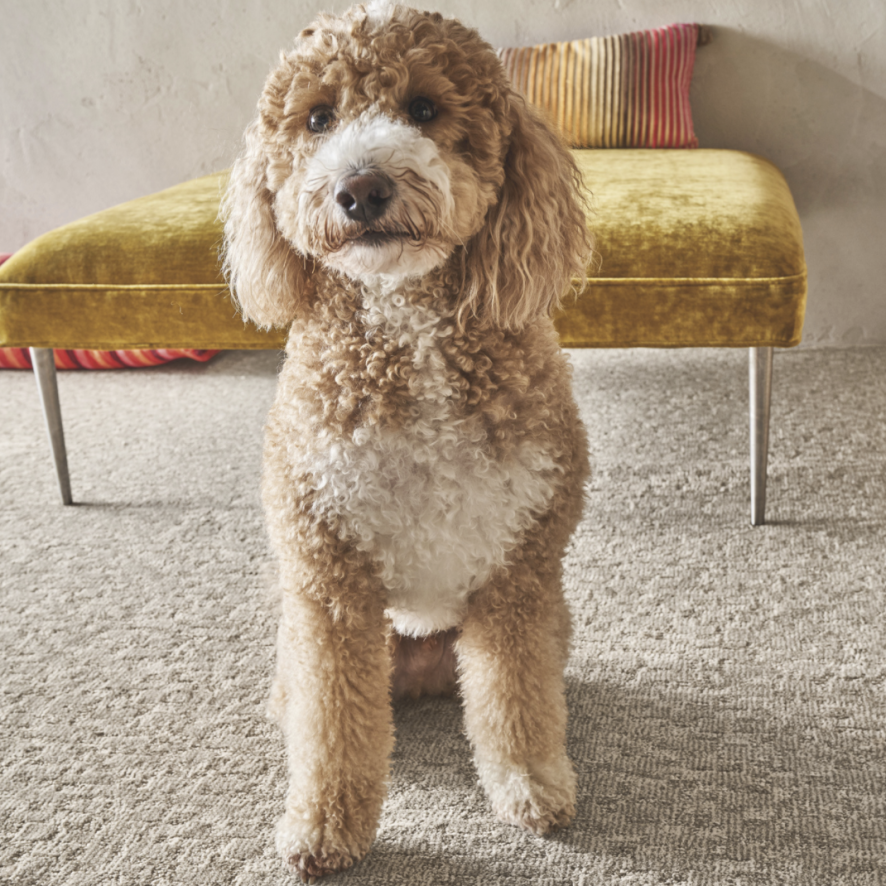 AceWilliston's tweet photo. What a cute puppy! | Featured: Paw-Tay in Birch(carpet) by Anderson Tuftex https://t.co/NbL4WVYPS6