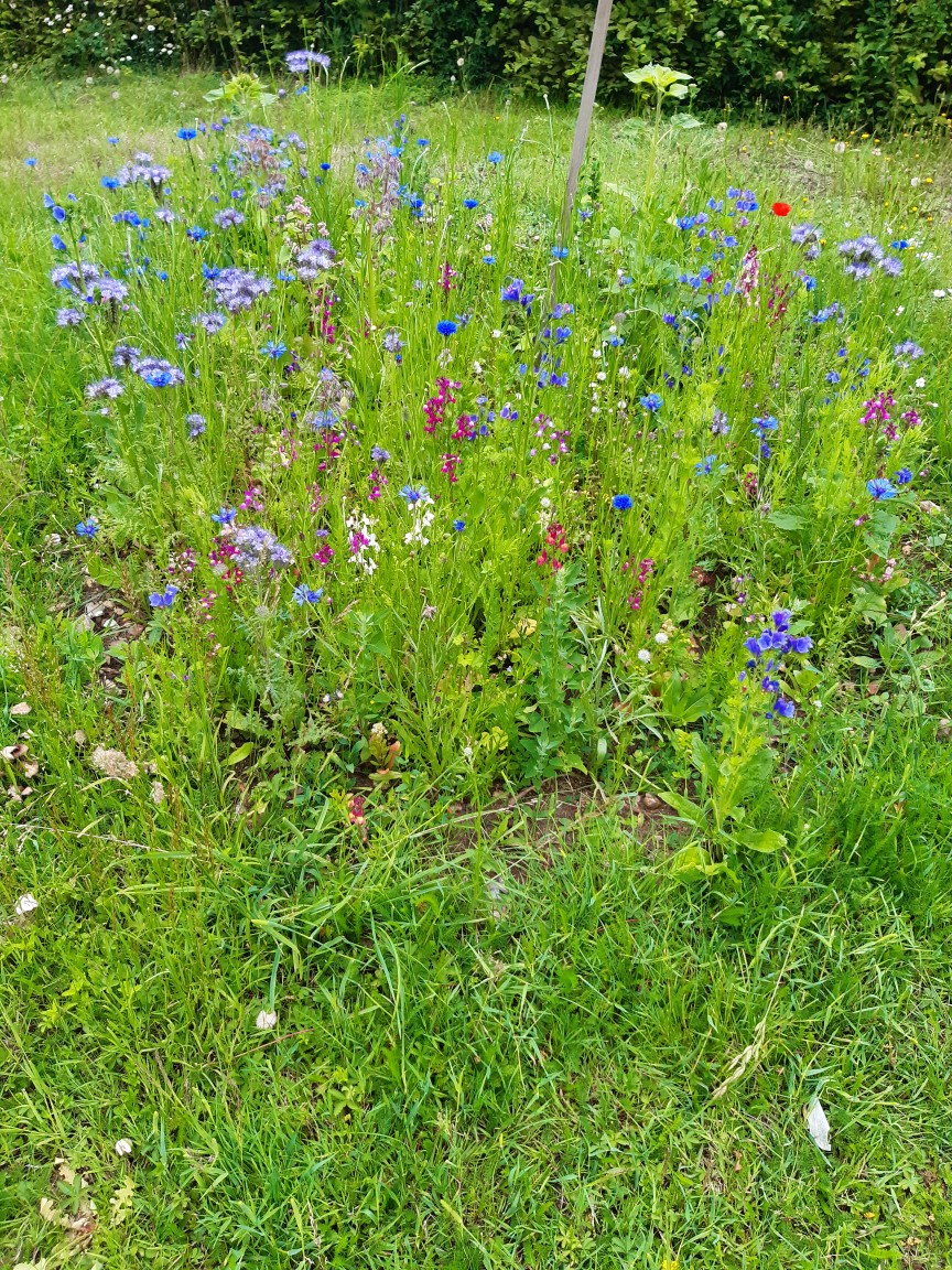 fforbees's tweet image. On ne se lasse pas de ces magnifiques prairies fleuries semées par plus de 100 000 personnes au mois de Juin dans le cadre de la campagne "Des #fleurs pour les #abeilles " @fforbees @OFApidologie  🌿❤️