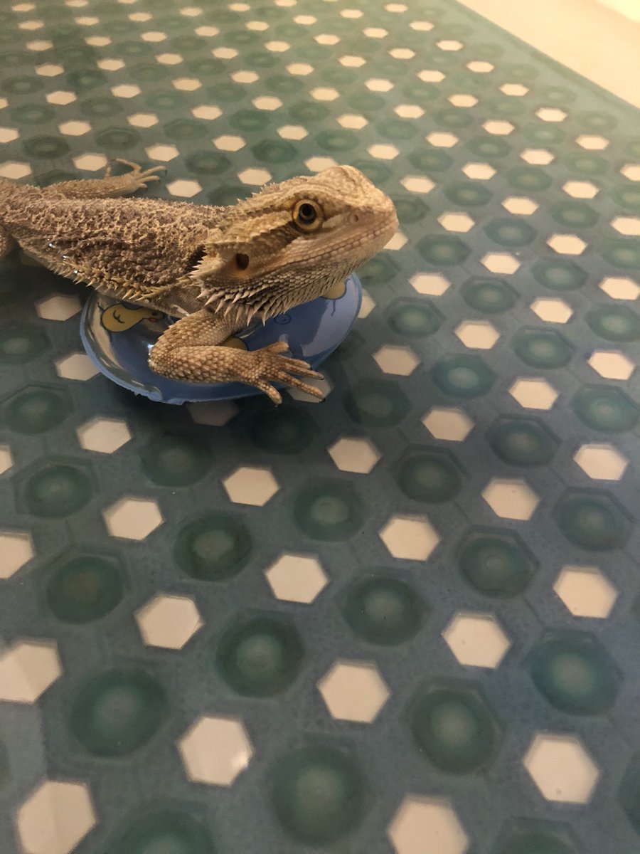 CricketCounter1's tweet photo. #LizardLife #JustFloating https://t.co/9zGPK4LMA5