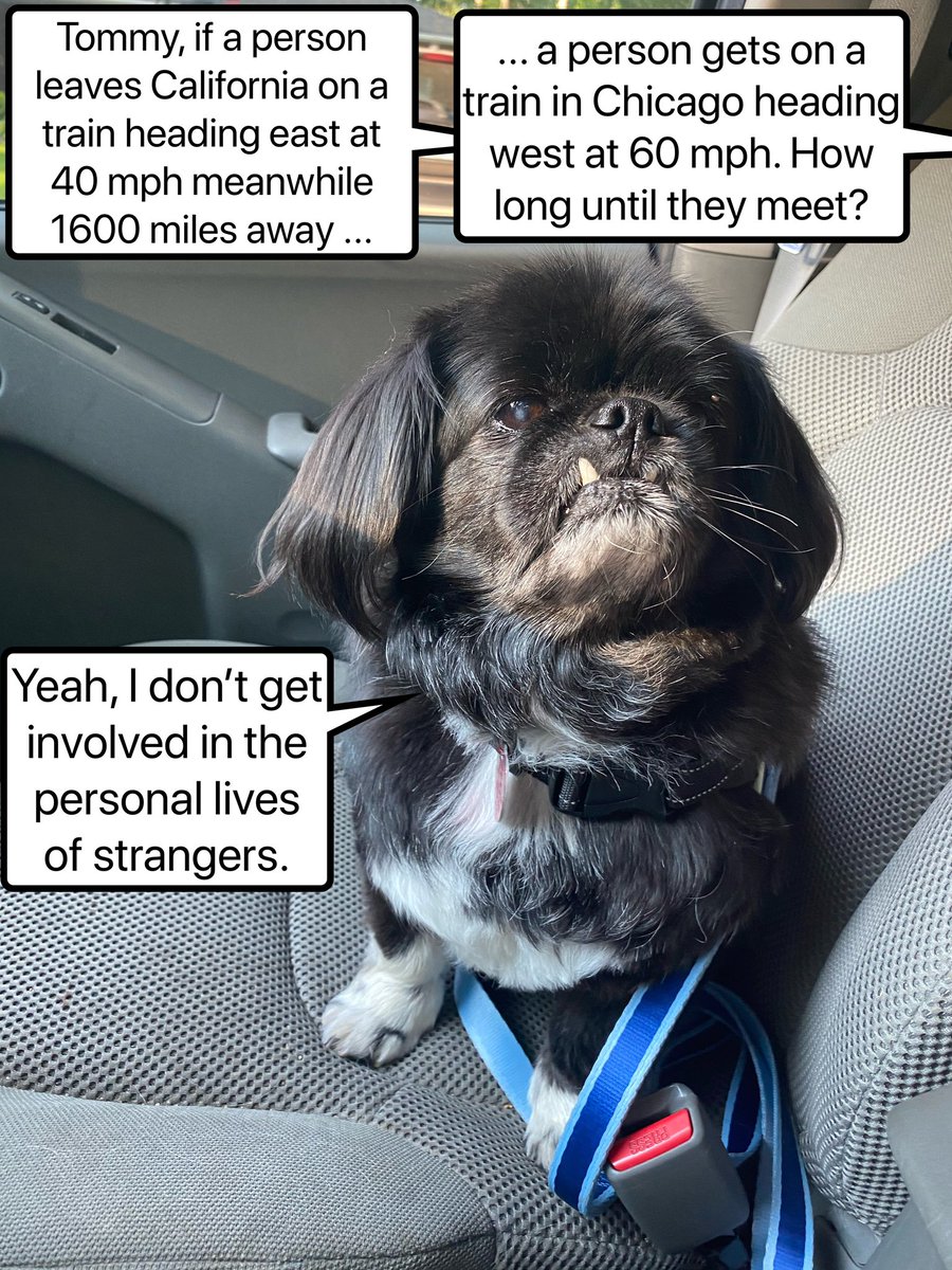 PekeTales's tweet photo. If I could have only used Tom’s answer when I was in school.
#SATMathDay #Pekingese #funnydog #funny #caption #barkpost #memes https://t.co/r0RoVwaaDA