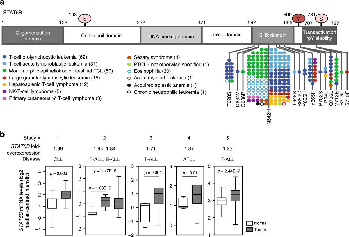 GunningLabUofT's tweet photo. Come check out another poster by @richard_moriggl's group at #AACR20 (Abstract #2752) exploring the functional consequences of the #STAT5B N642H driver mutation in T-cell leukemias/lymphomas.
https://t.co/3GwPKndUmS https://t.co/gWhcBwIHek