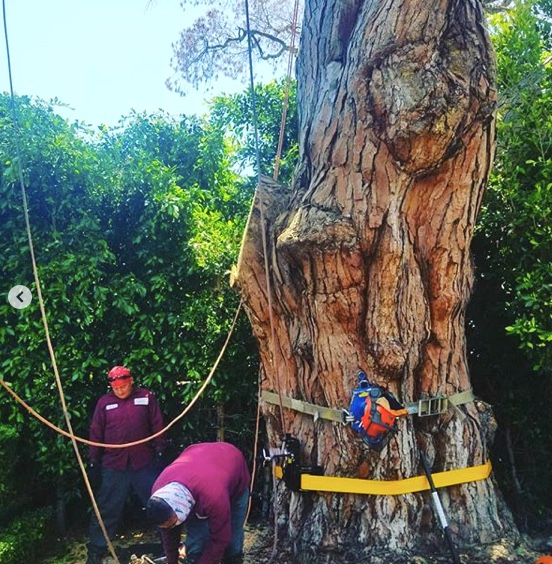 LAsBestTreeSer1's tweet photo. Team work!

The tree trimmers in Silver Lake.
https://t.co/gb4oiQKUEJ

#labesttreeservice #treeservicesla #treeservicessilverlake #treeremovalsilverlake
#treetrimmingsilverlake https://t.co/VLrfsMeYAs