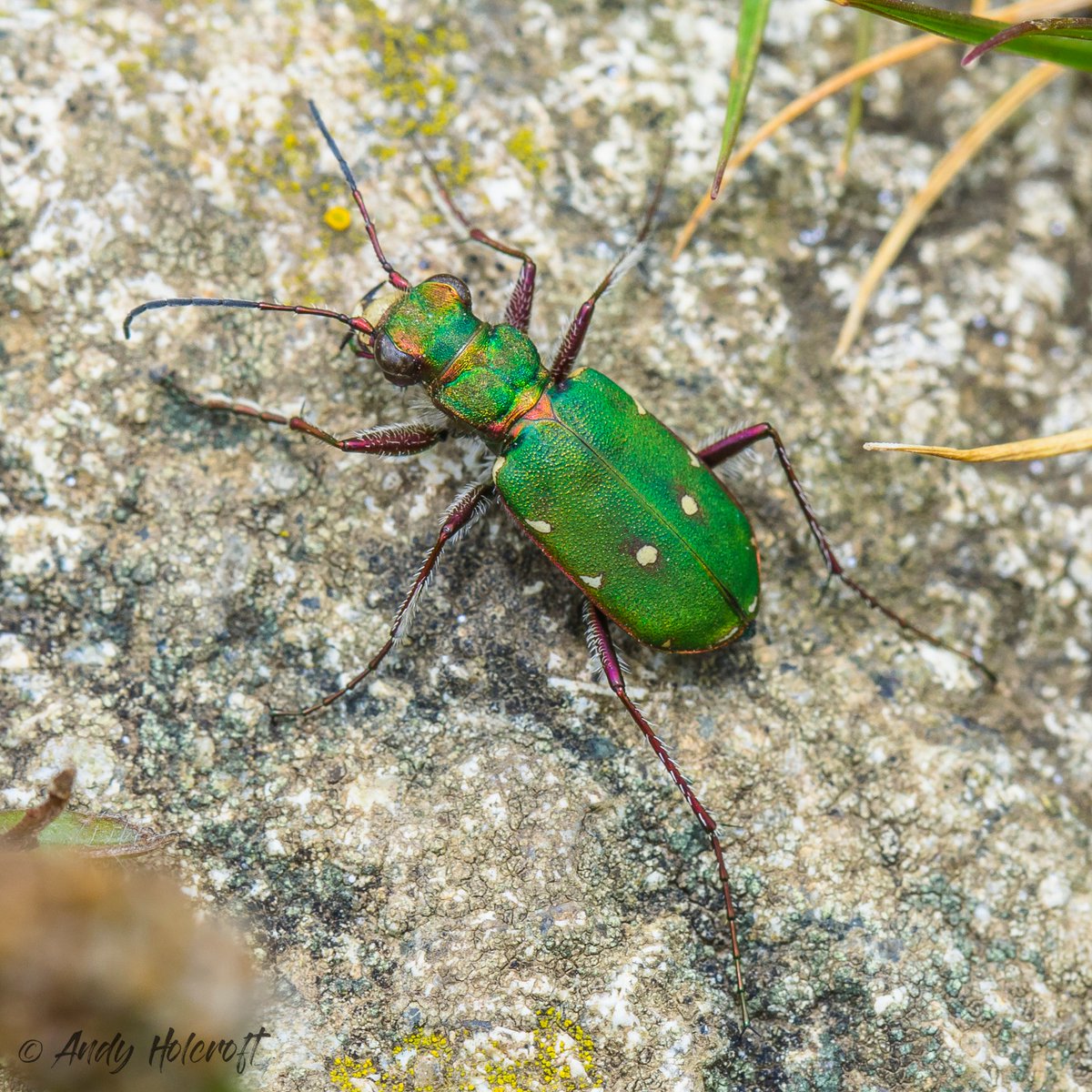 It's 'Tiger Beetle Tuesday' here for #NIW2020. These ferocious predators run so fast they go blind. They pause every now &amp; then to get their bearings (&amp; have their pic taken)! #EntoAtHome #likeinsects #littlethingsthatruntheworld #insects #entomology #thebugfarm #beetle